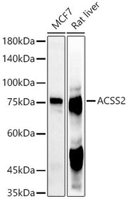 ACSS2 Rabbit pAb