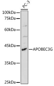 APOBEC3G Rabbit pAb