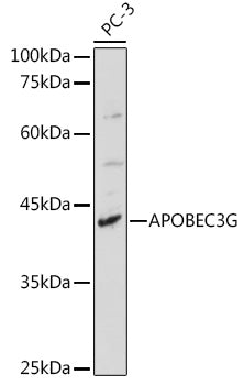 APOBEC3G Rabbit pAb