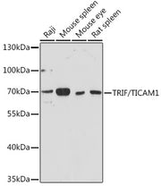 TRIF/TICAM1 Rabbit pAb