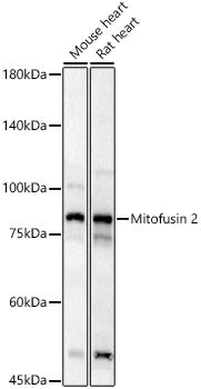 Mitofusin 2 Rabbit pAb