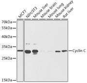 Cyclin C Rabbit pAb
