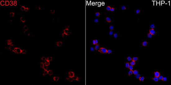 CD38 Rabbit pAb