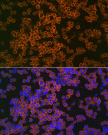 CD38 Rabbit pAb