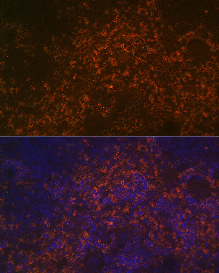 CD38 Rabbit pAb