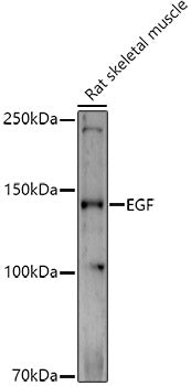 EGF Rabbit pAb