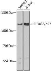 EIF4G2/p97 Rabbit pAb