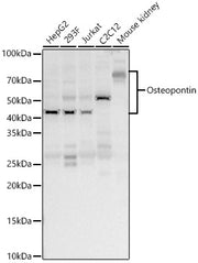 Osteopontin Rabbit pAb