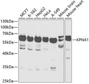 KPNA1 Rabbit pAb