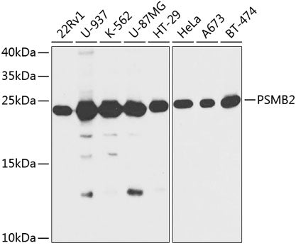 PSMB2 Rabbit pAb