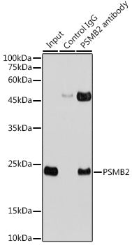PSMB2 Rabbit pAb