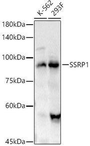 SSRP1 Rabbit pAb