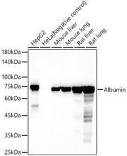Albumin Rabbit pAb