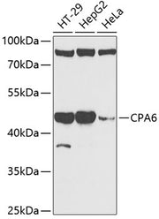 CPA6 Rabbit pAb