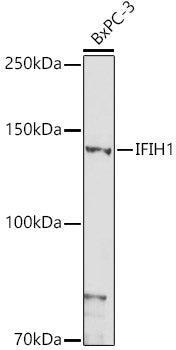 MDA5 Rabbit pAb