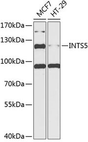 INTS5 Rabbit pAb