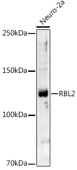 RBL2 Rabbit pAb
