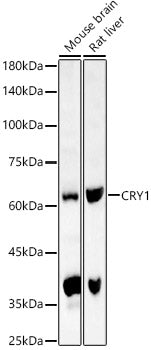 CRY1 Rabbit pAb
