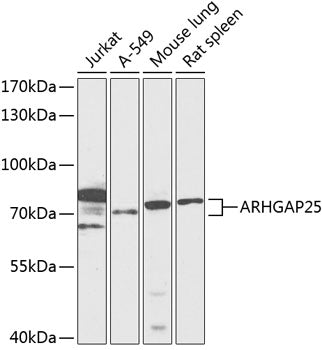 ARHGAP25 Rabbit pAb