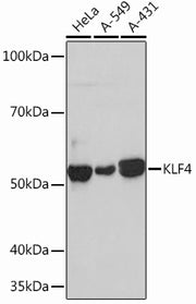 KLF4 Rabbit mAb