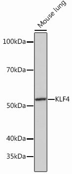 KLF4 Rabbit mAb