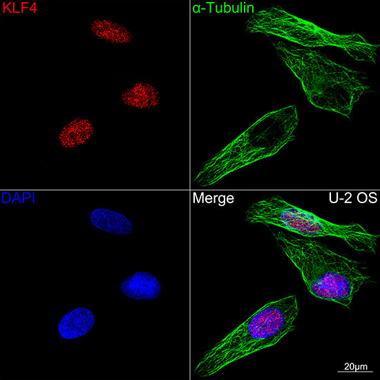 KLF4 Rabbit mAb