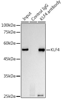 KLF4 Rabbit mAb