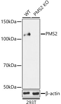 [KO Validated] PMS2 Rabbit pAb