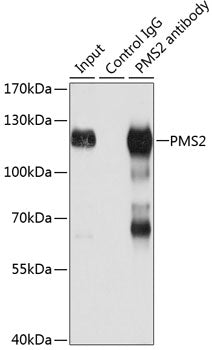 [KO Validated] PMS2 Rabbit pAb