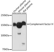 Complement factor H Rabbit pAb