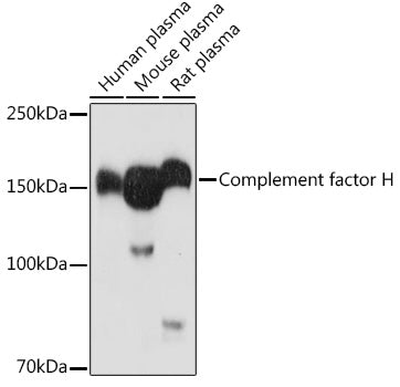 Complement factor H Rabbit pAb