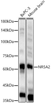 NR5A2 Rabbit pAb