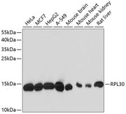RPL30 Rabbit pAb