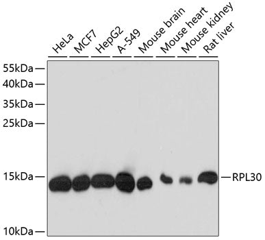 RPL30 Rabbit pAb