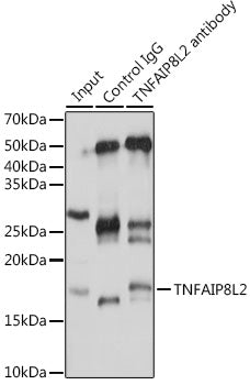TNFAIP8L2 Rabbit pAb