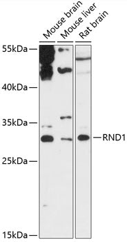 RND1 Rabbit pAb