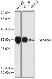 GEMIN8 Rabbit pAb