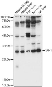 IAH1 Rabbit pAb