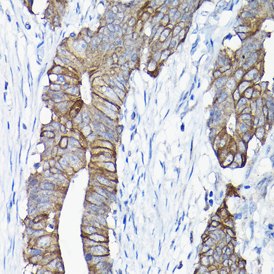 ANXA13 Rabbit pAb