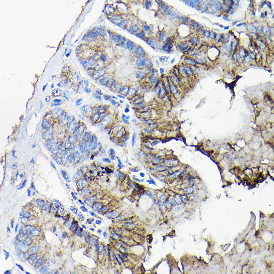 ANXA13 Rabbit pAb