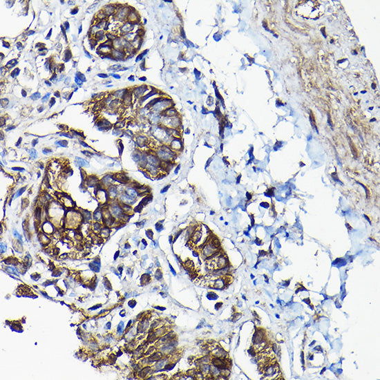 ANXA13 Rabbit pAb
