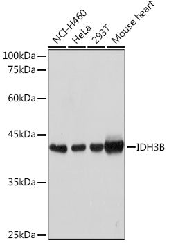 IDH3B Rabbit pAb