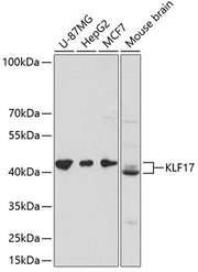 KLF17 Rabbit pAb