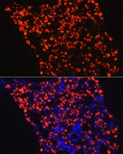 Myeloperoxidase (MPO) Rabbit pAb