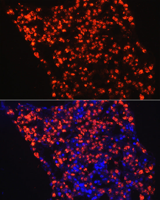 Myeloperoxidase (MPO) Rabbit pAb