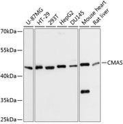 CMAS Rabbit pAb