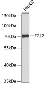 FGL2 Rabbit pAb