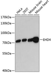 EHD4 Rabbit pAb
