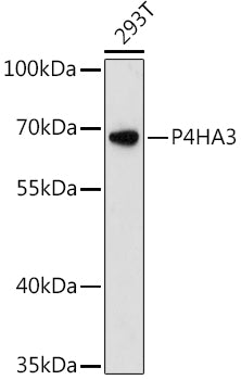 P4HA3 Rabbit pAb