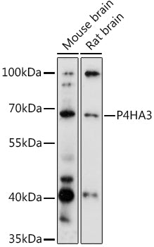 P4HA3 Rabbit pAb